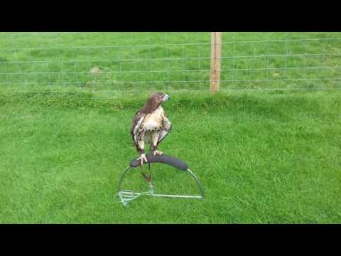 Male redtail Hawk, Hawk, Owls, Falcon, Falconry