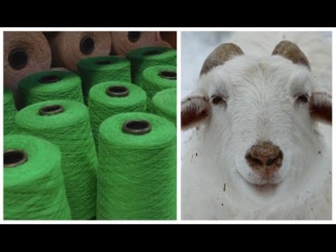 Parte dall'Himalaya la via dei segreti del cashmere: ecco perché è così costoso | Insider Italiano