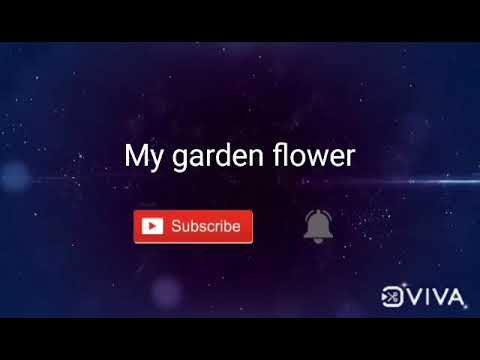 my garden flowers