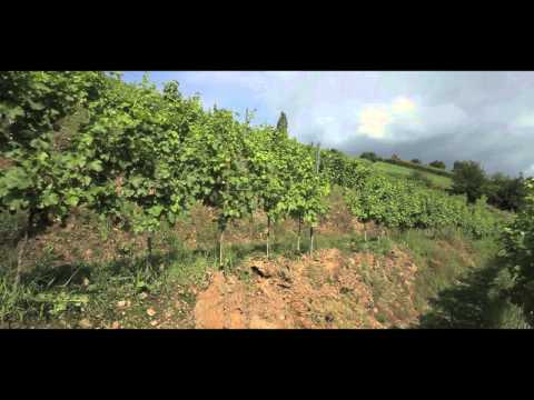 Terroir erleben - Sulmtal Sausal  (Regionsinformation)