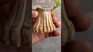 Download lagu Sancang calon bogel, program sancang #bonsai #sancang #sancangbonsai #premnamicrophyla #sancangmame mp3