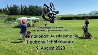 09/08/2020 Internationale Ausstellung für Deutsche Schäferhunde