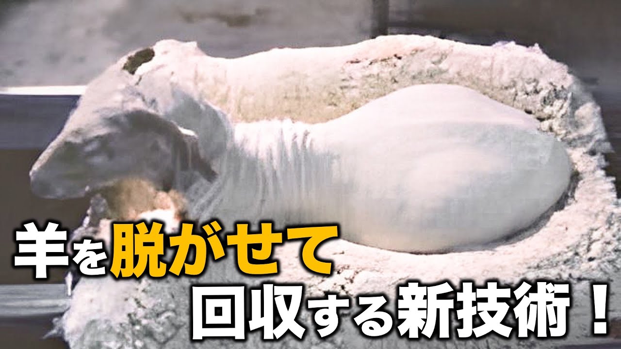 1回注射すれば羊毛が3秒でスルッと脱げる?!（本当に服みたいに脱げるんですｗｗ）