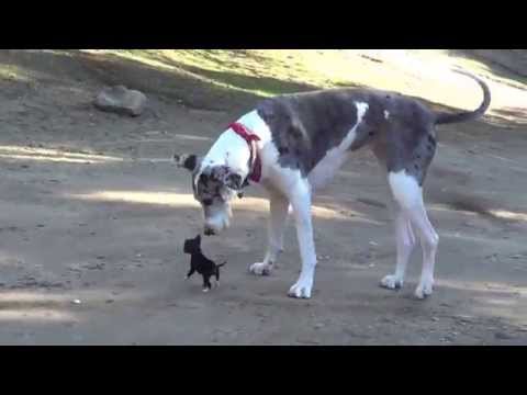 Funny dog videos - A litte cute puppy