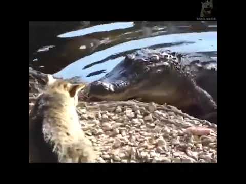 Cats are fearless ❤️😂 #funny #shortvideo #funnyvideo #cat #catlover