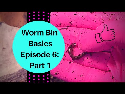 Red Wiggler Cocoon Bin: Worm Bin Basics Episode 6