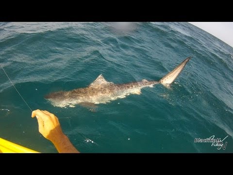Tiger Shark Caught while Kayak Fishing