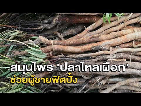 สาเหตุเจ้าหน้าที่ของม้า Gomel วิธีการที่จะเพิ่มขึ้นในความหนาของสมาชิกชาย