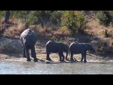 Djuma: Small Elephant herd getting drink of water at the dam - 08:50 - 05/27/20