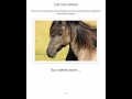 Alyssa Davin Reading Fun Horse Facts From Alyssa Davin For Her Book Guess What Horses