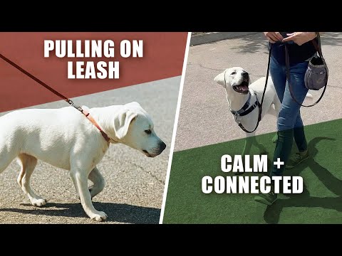 Loose Leash Walking