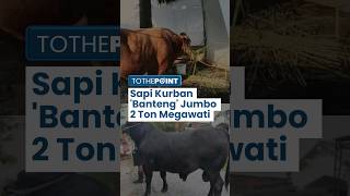 Download lagu Penampakan Sapi 'Banteng' Megawati Kurban Idul Adha 2024, Bobotnya 2 Ton, Kalahkan Berat Sapi Jokowi mp3 Download lagu Penampakan Sapi 'Banteng' Megawati Kurban Idul Adha 2024, Bobotnya 2 Ton, Kalahkan Berat Sapi Jokowi mp3