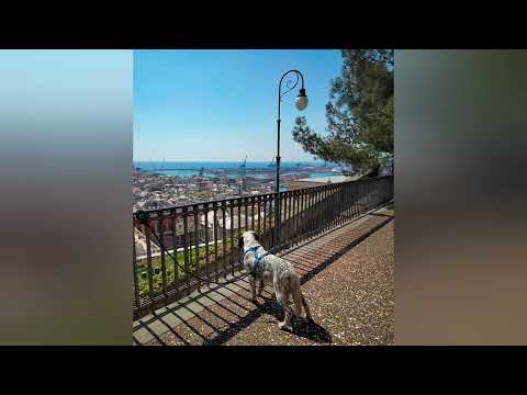 Genova Castelletto, Aprile 2022 || Comme Te Bella Zena (I Trilli)