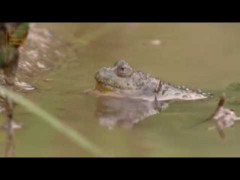 Sielmanns heimische Tiere - Die Gelbbauchunke