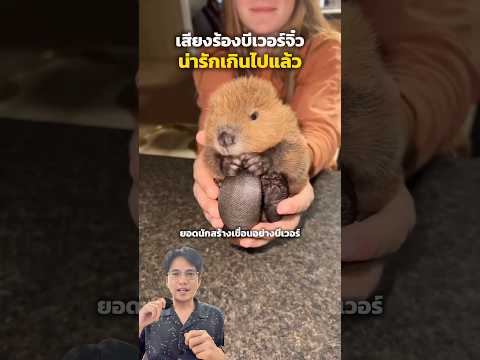 บีเวอร์ยอดนักสร้างเขื่อนกับเสียงร้องสุดน่ารัก #สัตว์โลกน่ารัก #beaver #funny #funnyanimals