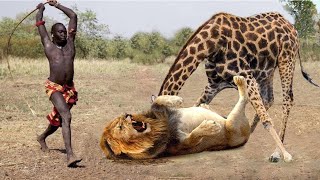 Mother Giraffe Kicks Lion Head and Kills it To Save Her Baby – Lion vs Bear, Elephant, Wild Dogs