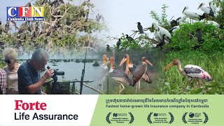 សត្វស្លាបទឹកបន្តពូជនៅតំបន់រ៉ាមសារបឹងទន្លេសាបកើនឡើងជាងមុន | CFN TV (ព័ត៌មានជាតិ) 24-10-2025