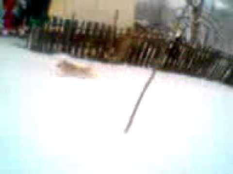 Reuseni Suceava Lusi un Caine martire