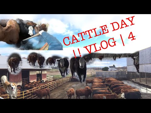 MODERN DAY COWBOY | VLOG 4