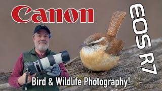 Canon R7 Bird & Wildlife Photography with 100-500mm Telephoto Zoom Lens!