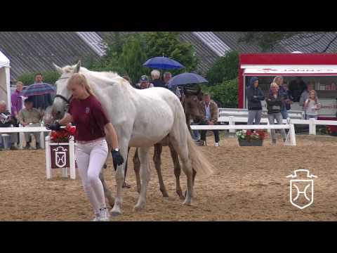 NF147 Stutfohlen von Diarado - Carthago - Lord