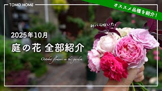 [Recommended] October Terrace Garden Tour - Introducing all the flowers we grow [Autumn Roses]