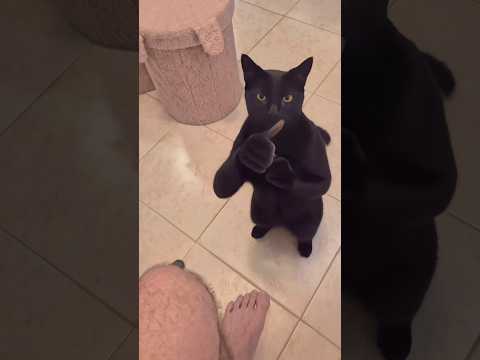 Gizlice kedi besleme