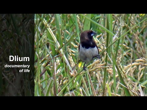 Mníška hnedochrbtá (Lonchura leucogastroides) — starostlivosť, voliéra a kŕmenie