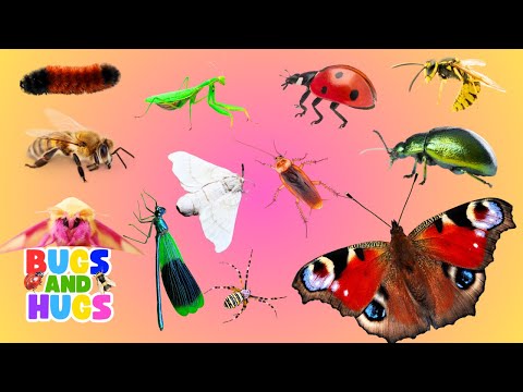 Learn Names of Bugs for Kids 🐜 | Educational Videos for Toddlers