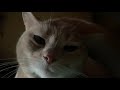 Morning Greeting With Extremely Loud Cat Purring Human Yawn