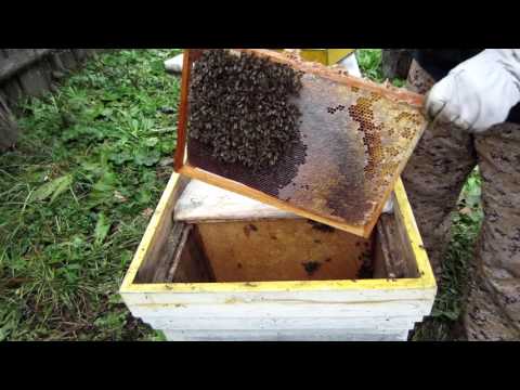 Плюс 5 градусов, пролетает снег, нуклеус превращаем в сборный отводок. Beekeeping.