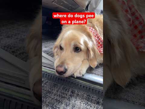 I’m actually glad airplanes don’t have dog bathrooms #DogTravel
