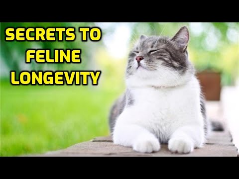 How To Make Your Cat Live Longer
