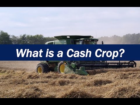 What is a Cash Crop?