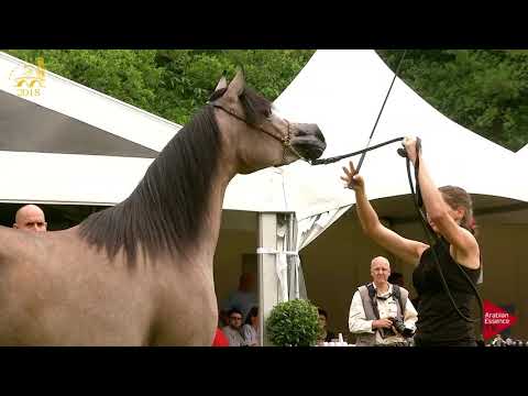 N.138 GT SHAHARAAH - Bruges 2018 Int B - 2 Years Old Fillies (Class 105)