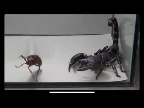 Emperor Scorpion Goes At It With A Giant Hornet! Voiceover
