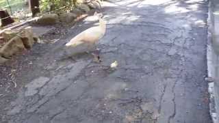 White peahen - New Caledonia