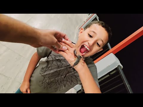 سامر بيأكل عقرب وهوه حي