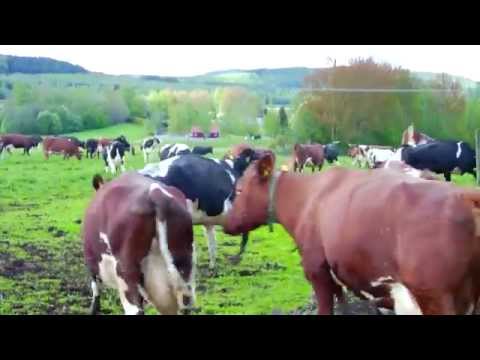 download lagu mp3 mp4 Bhfs, download lagu Bhfs gratis, unduh video klip Bhfs