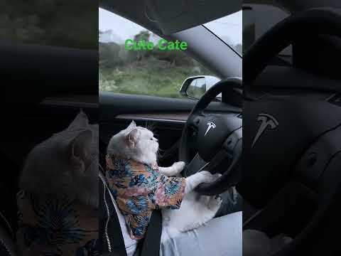 Adorable Cat Attempts to Drive Car