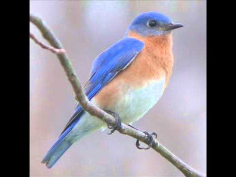 My Bluebird Was Caught In The Rain -Lloyd Keating and his Music