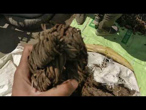 Amlavetas - amalbed - garcinia indica - shatvedhi - kokam - ...