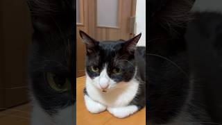 ねこかわいいね #shorts