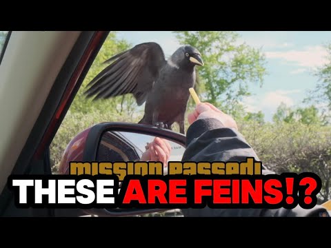 CROWS ARE TAKING OVER THE WORLD BRO (CASUAL GEOGRAPHIC)
