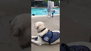 Beamer, Diabetic Alert Dog, during swim class