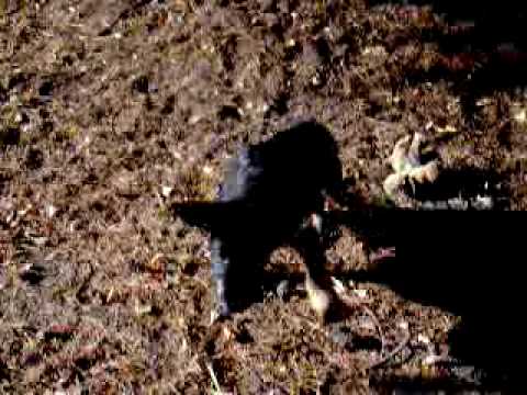 German Shepherd puppies with OCD Part 2
