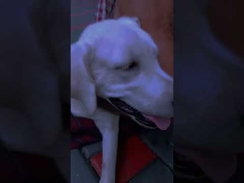 My puppy ❤️‍🩹