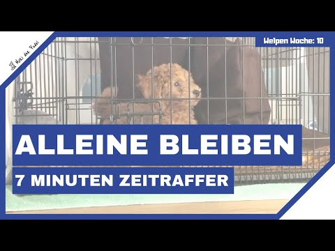 Alleine bleiben mit Welpe in der Box trainieren - Hund das ERSTE MAL alleine lassen