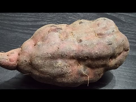 Yacon - co to za jest?Jak smakuje to Południowo Amerykańskie warzywo #yacon  #warzywa #nowość