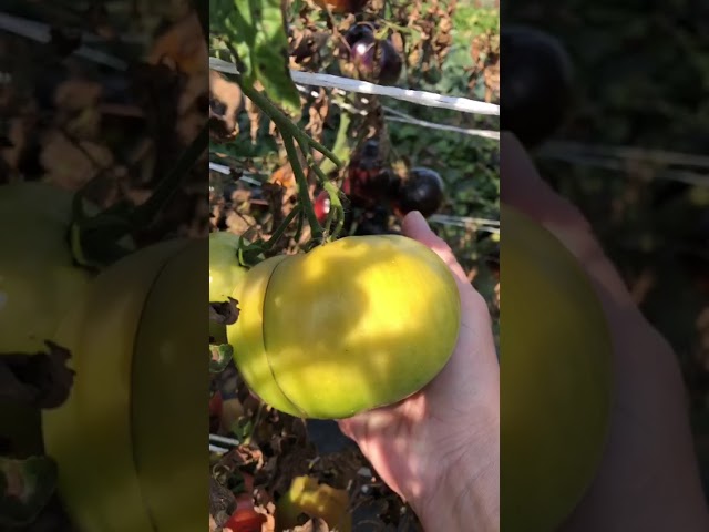 Стандарт поставки видео №1 Томат F1 Супергигант розовый Стандарт поставки видео №1 Томат F1 Супергигант розовый